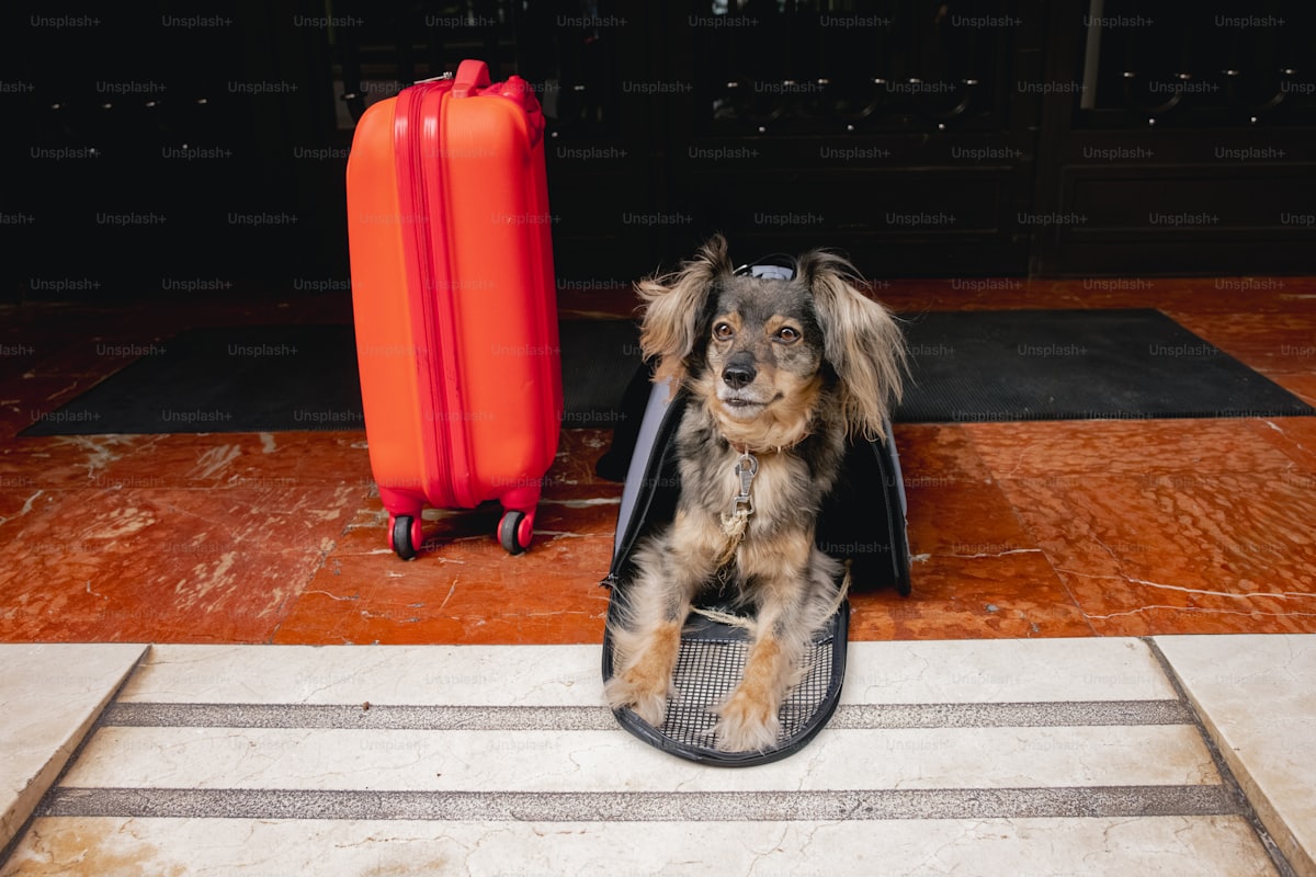Pet Relocation